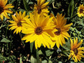 Maximilian Sunflower Seeds – Helianthus maximiliani – Native Perennial Wildflower for Pollinators & Meadows – 50 Seeds