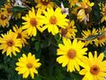 Early Sunflower Seeds – Heliopsis helianthoides Perennial Flowering Plant – 100 Seeds