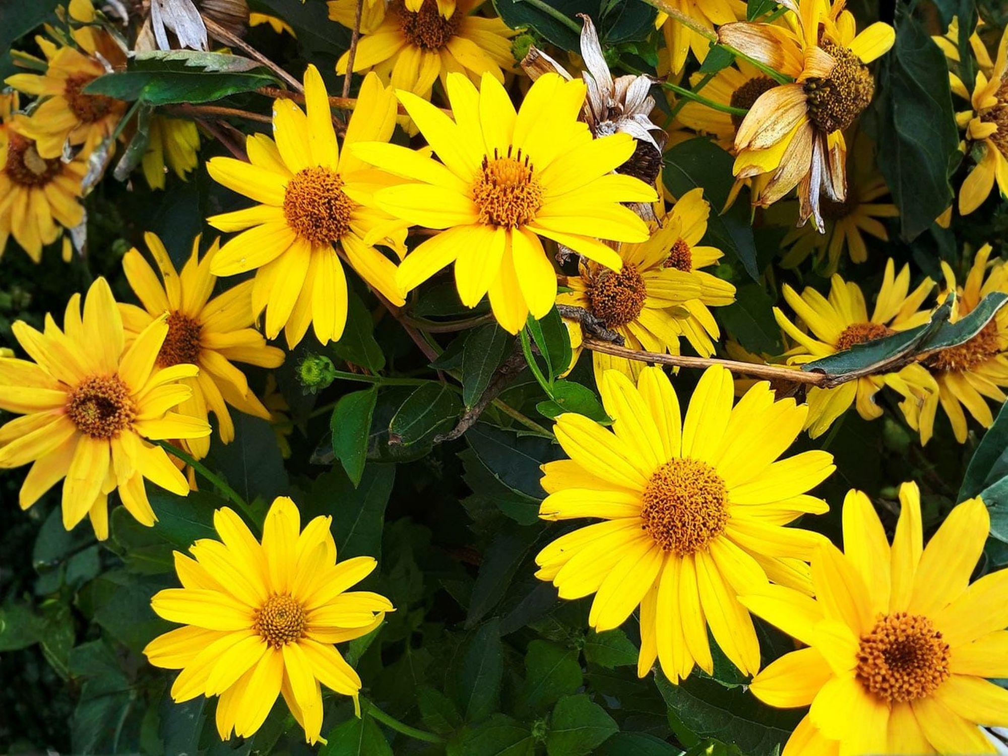 Early Sunflower Seeds – Heliopsis helianthoides Perennial Flowering Plant – 100 Seeds