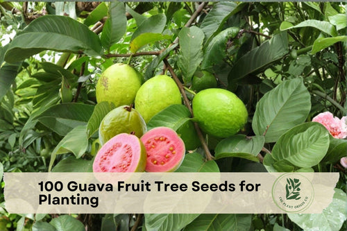 100 Guava Fruit Tree Seeds – Psidium guajava, Tropical Fruit Tree for Garden, Container, Greenhouse Planting
