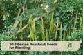 Siberian Peashrub Seeds, Caragana arborescens, Deciduous Shrub with Yellow Flowers, 30 Seeds for Planting