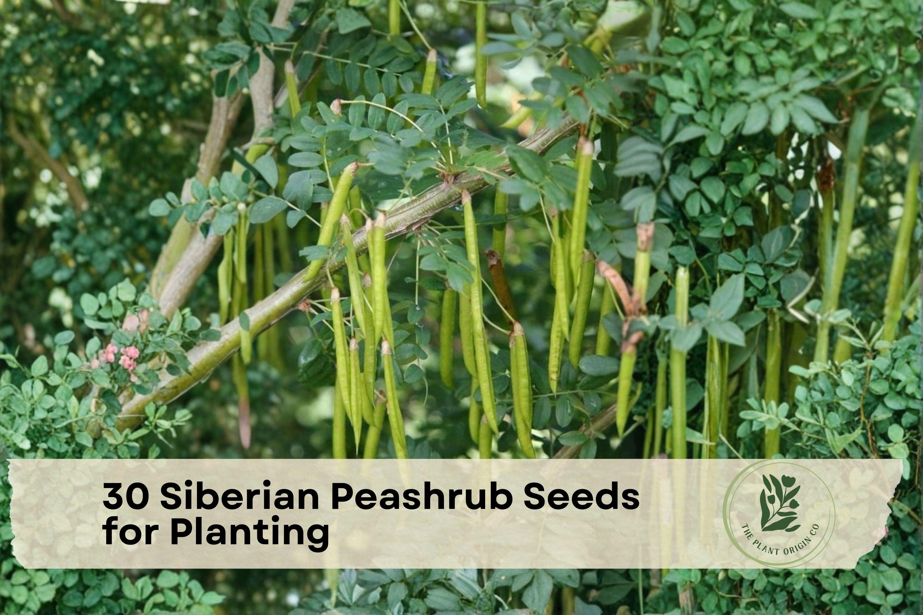 Siberian Peashrub Seeds, Caragana arborescens, Deciduous Shrub with Yellow Flowers, 30 Seeds for Planting