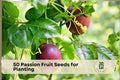 50 Passion Fruit Seeds for Planting | Passiflora edulis Tropical Fruit Vine for Garden & Container Growth