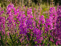 Fireweed Seeds – Perennial Wildflower for Gardens, Pollinator Attractant, Chamaenerion angustifolium, 100 Seeds