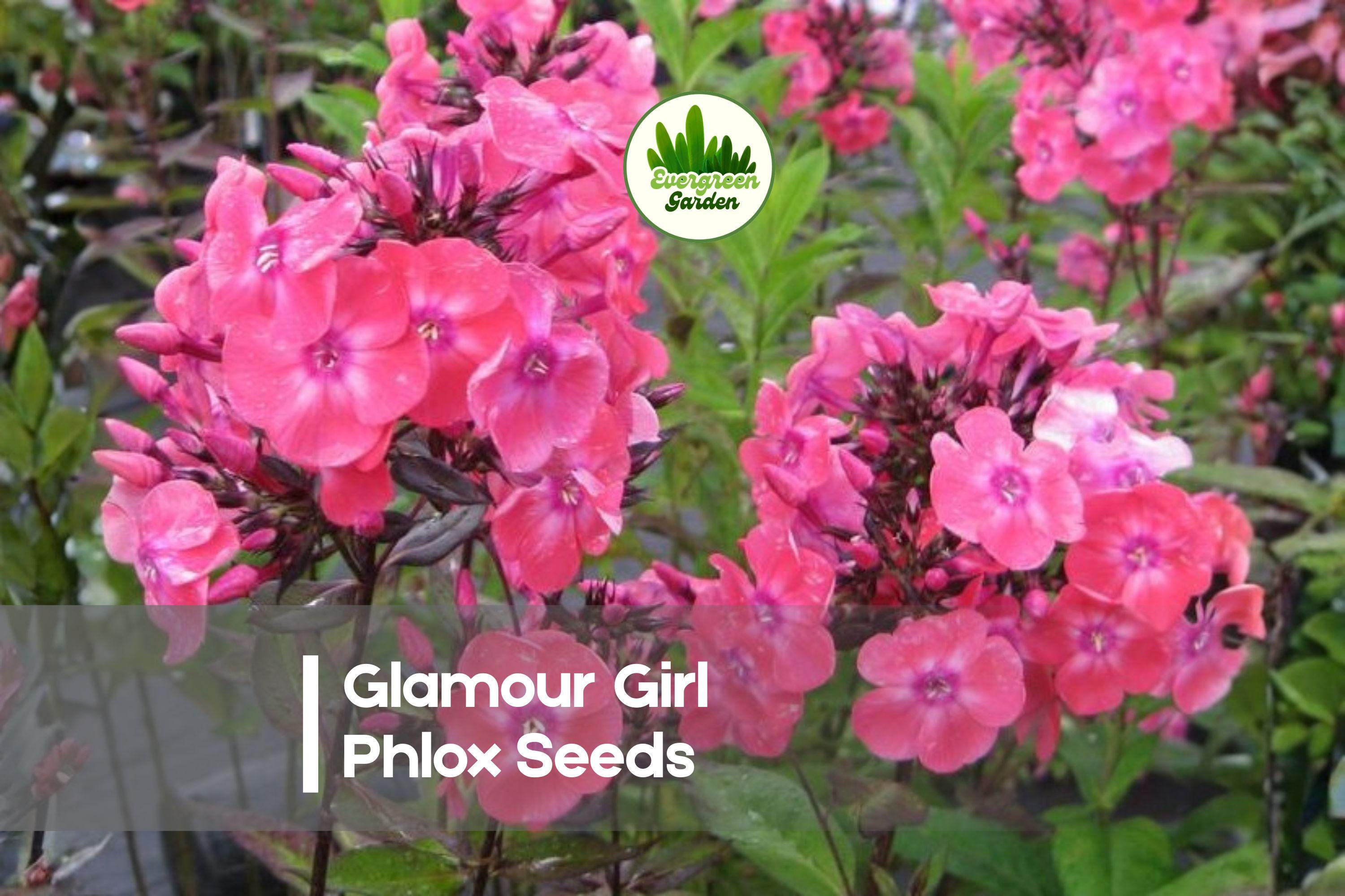 Glamour Girl Phlox Seeds – Coral-Pink Perennial Flower Seeds for Borders, Cottage Gardens, Pollinator Gardens – Phlox paniculata