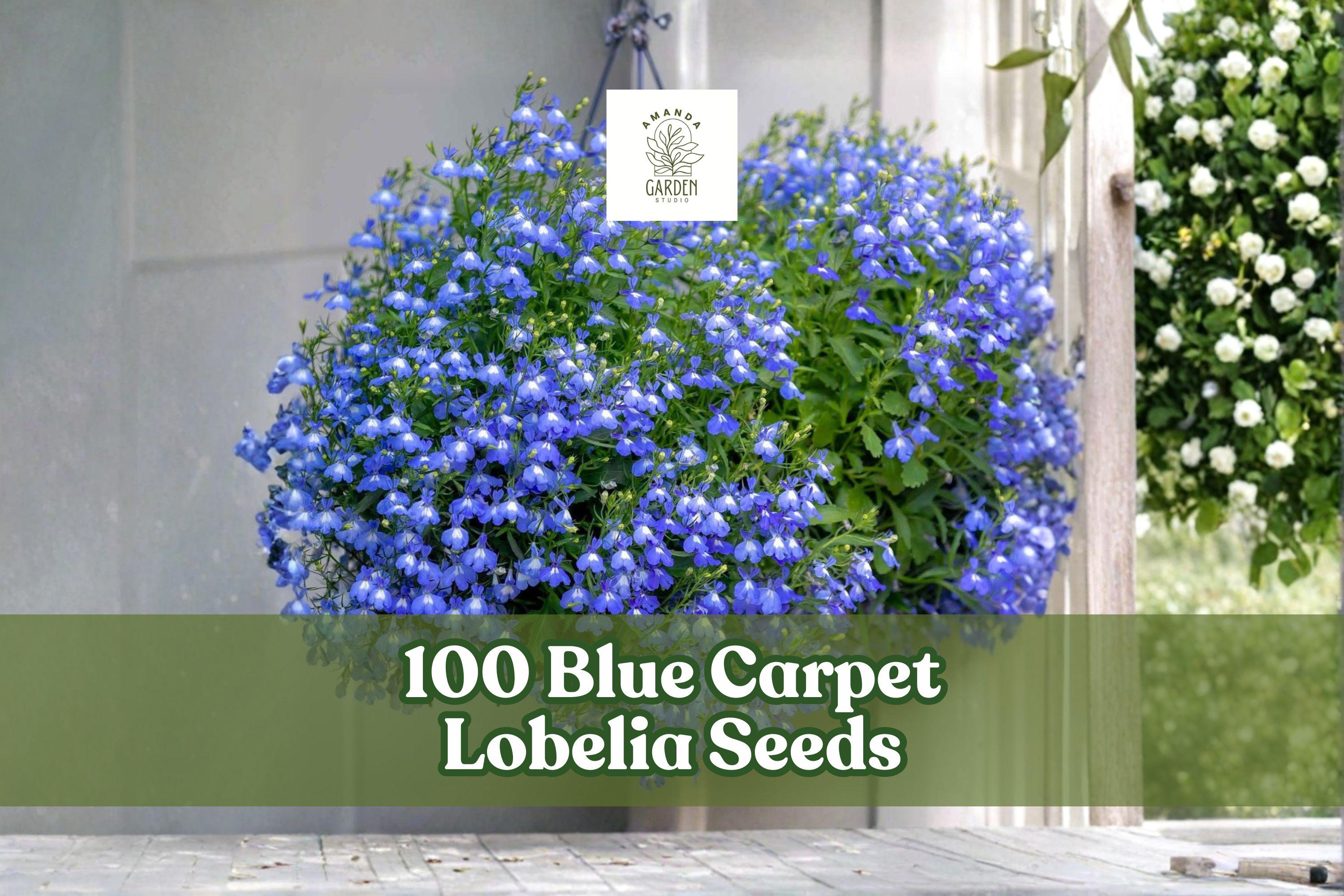 Blue Carpet Lobelia Seeds – Lobelia erinus, Bright Blue Blooms, Annual Flower for Containers, Ground Cover & Edging