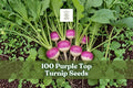 Purple Top Turnip Seeds – Heirloom Brassica rapa, Non-GMO, Cool-Season Vegetable Seeds for Garden Planting