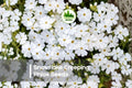 100+ Snowflake Creeping Phlox Seeds | White Groundcover Perennial | Phlox subulata for Borders, Slopes & Rock Gardens