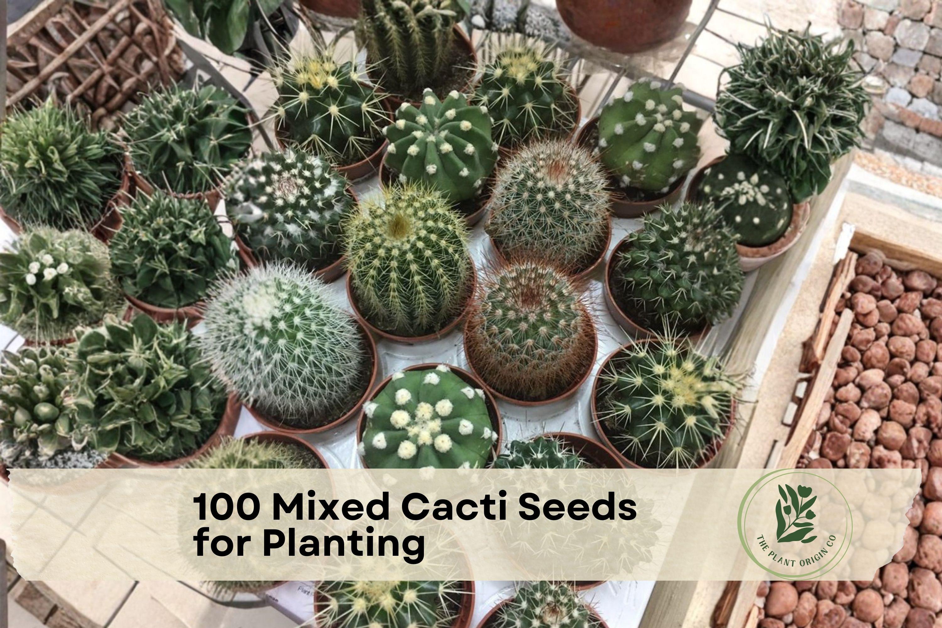 Mixed Cactus Seeds, Assorted Varieties for Indoor & Outdoor Growing, Desert Garden, USA
