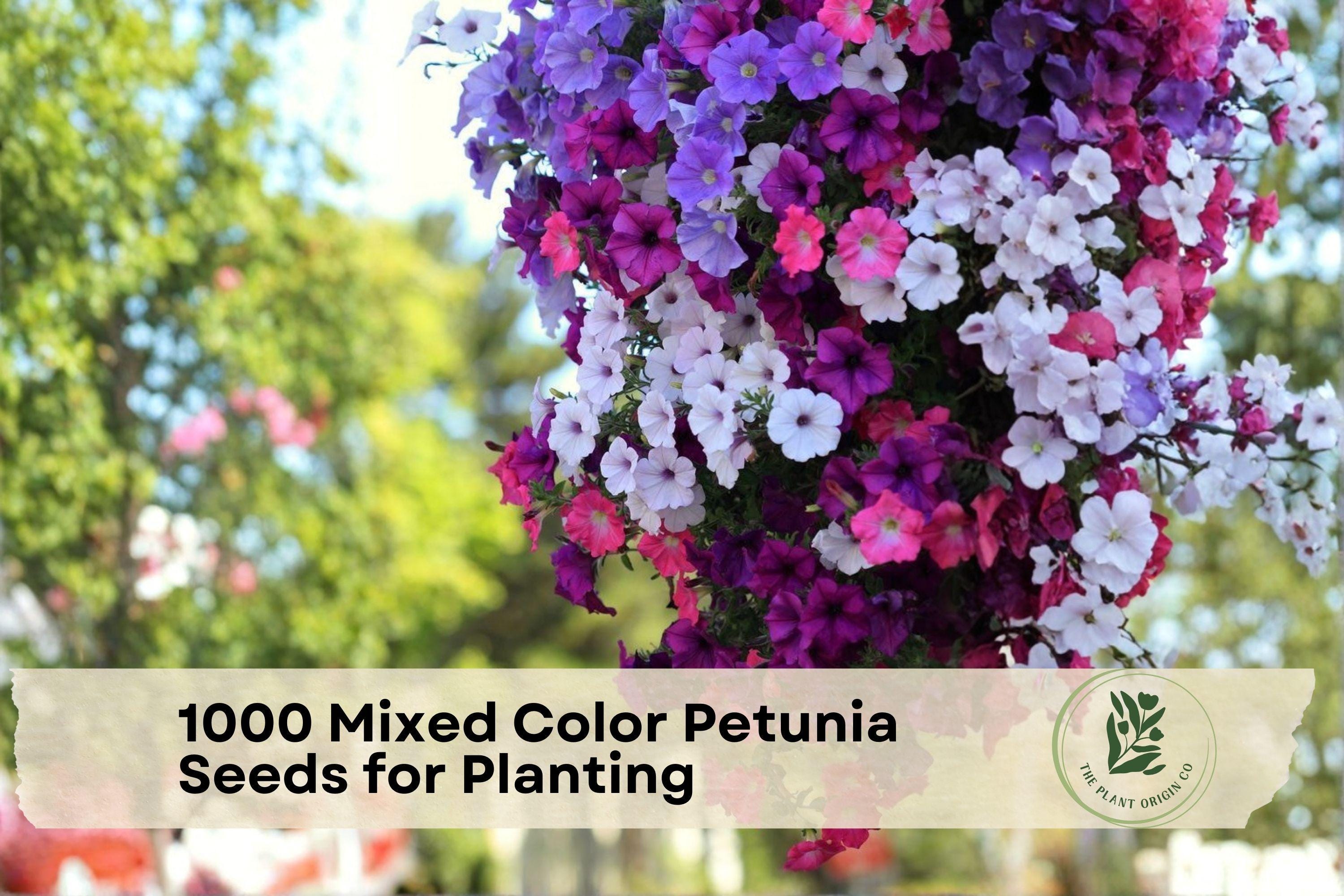 1000 Mixed Color Petunia Seeds for Planting – Annual Flower Seeds for Garden Beds, Borders, Containers, Hanging Baskets, Petunia × hybrida