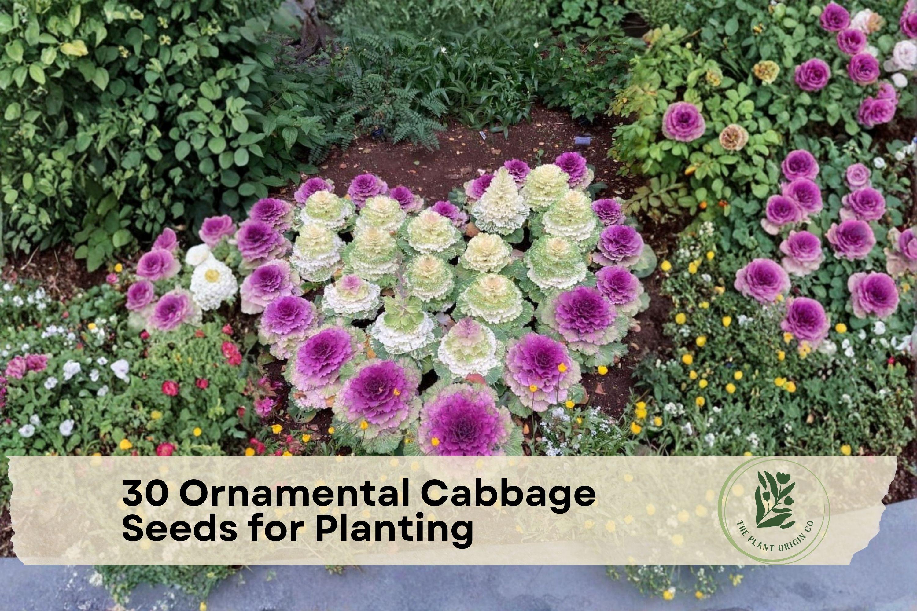 30 Ornamental Cabbage Seeds for Planting - Colorful Decorative Foliage, Brassica oleracea, Garden Beds & Containers