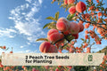 Peach Tree Seeds for Planting – Prunus persica, Garden, Container, Bonsai, Deciduous Fruit Tree, 2 Seeds