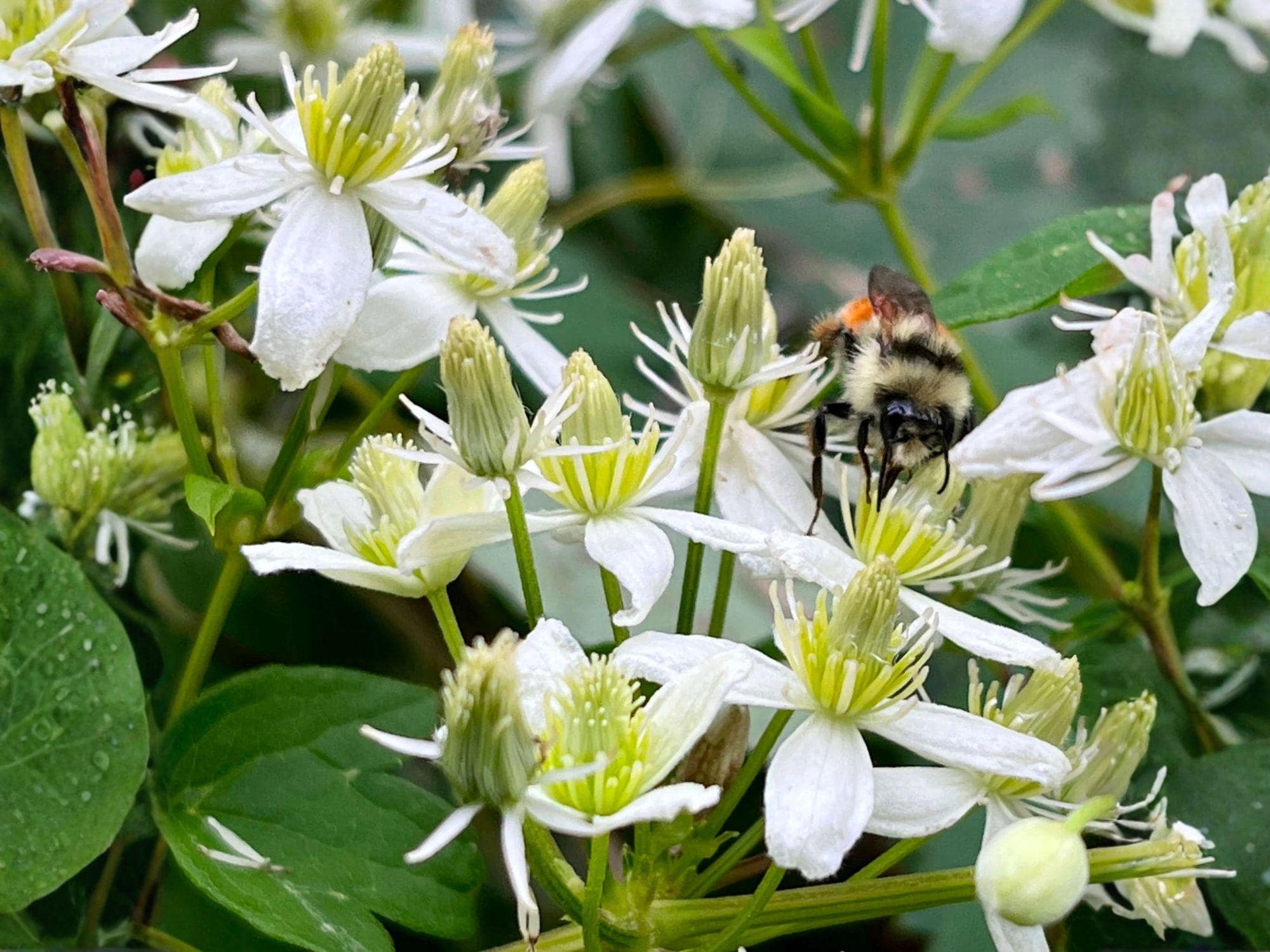 Clematis Virginiana Flower Seeds – Native White Climbing Vine Seeds for Pollinators, Garden Borders & Wildlife Gardens