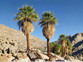 California Fan Palm Seeds – Washingtonia filifera – Native Desert Palm Tree – 5 Seeds for Drought Tolerant Landscaping