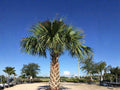 Sabal Palmetto Cabbage Palm Seeds – Native Hardy Palm Tree for Coastal Gardens – 5 Seeds