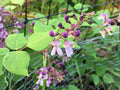 Wild Kidney Bean Vine Seeds – Perennial Climbing Flowering Vine with Purple-Pink Blooms – Native North American Plant