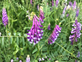 American Vetch Seeds – Native Nitrogen-Fixing Legume for Pollinator Gardens & Erosion Control – Vicia americana, 25 Seeds
