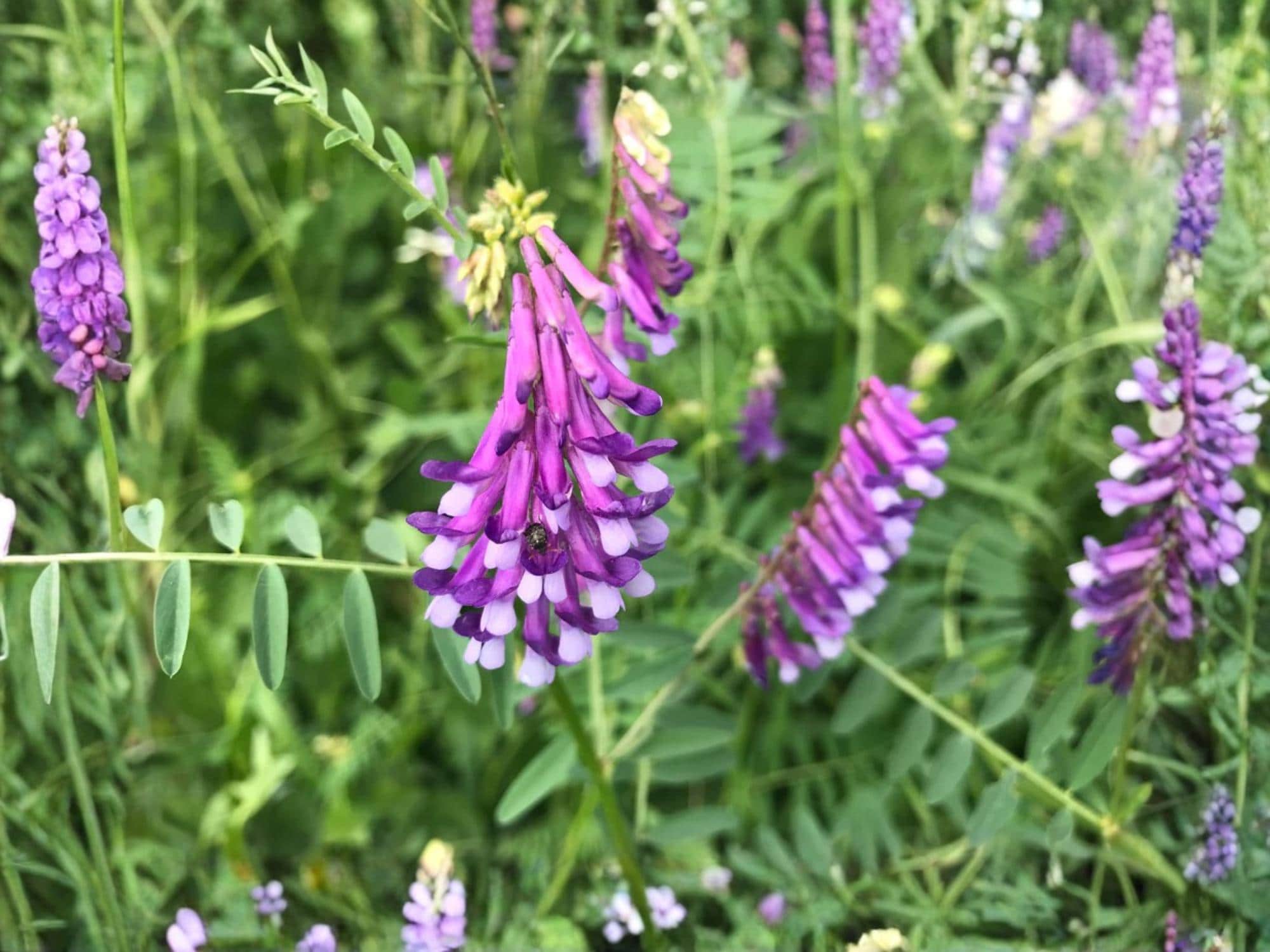 American Vetch Seeds – Native Nitrogen-Fixing Legume for Pollinator Gardens & Erosion Control – Vicia americana, 25 Seeds