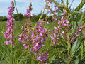 Showy Tick Trefoil Seeds – Native Perennial Legume with Pink Flowers – Desmodium canadense – Pollinator & Soil-Enhancing Plant