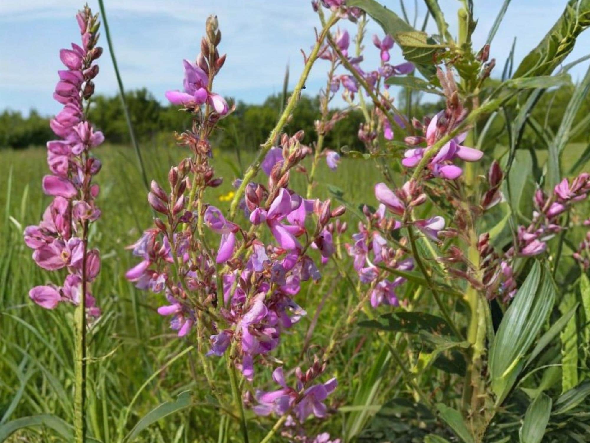Showy Tick Trefoil Seeds – Native Perennial Legume with Pink Flowers – Desmodium canadense – Pollinator & Soil-Enhancing Plant