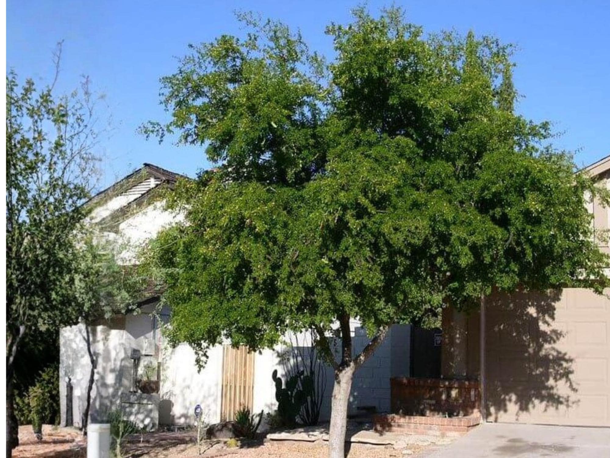 Texas Ebony Seeds – Pithecellobium flexicaule Native Desert Evergreen Tree – 10 Seeds