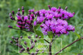 Tall Ironweed Seeds – 100 Count Vernonia gigantea Native Pollinator Wildflower for Meadows, Rain Gardens, and Natural Landscapes