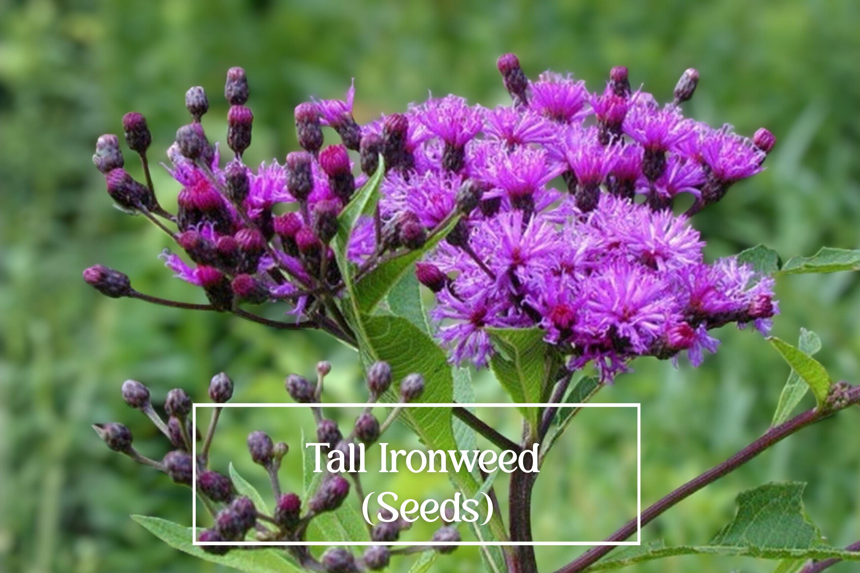 Tall Ironweed Seeds – 100 Count Vernonia gigantea Native Pollinator Wildflower for Meadows, Rain Gardens, and Natural Landscapes