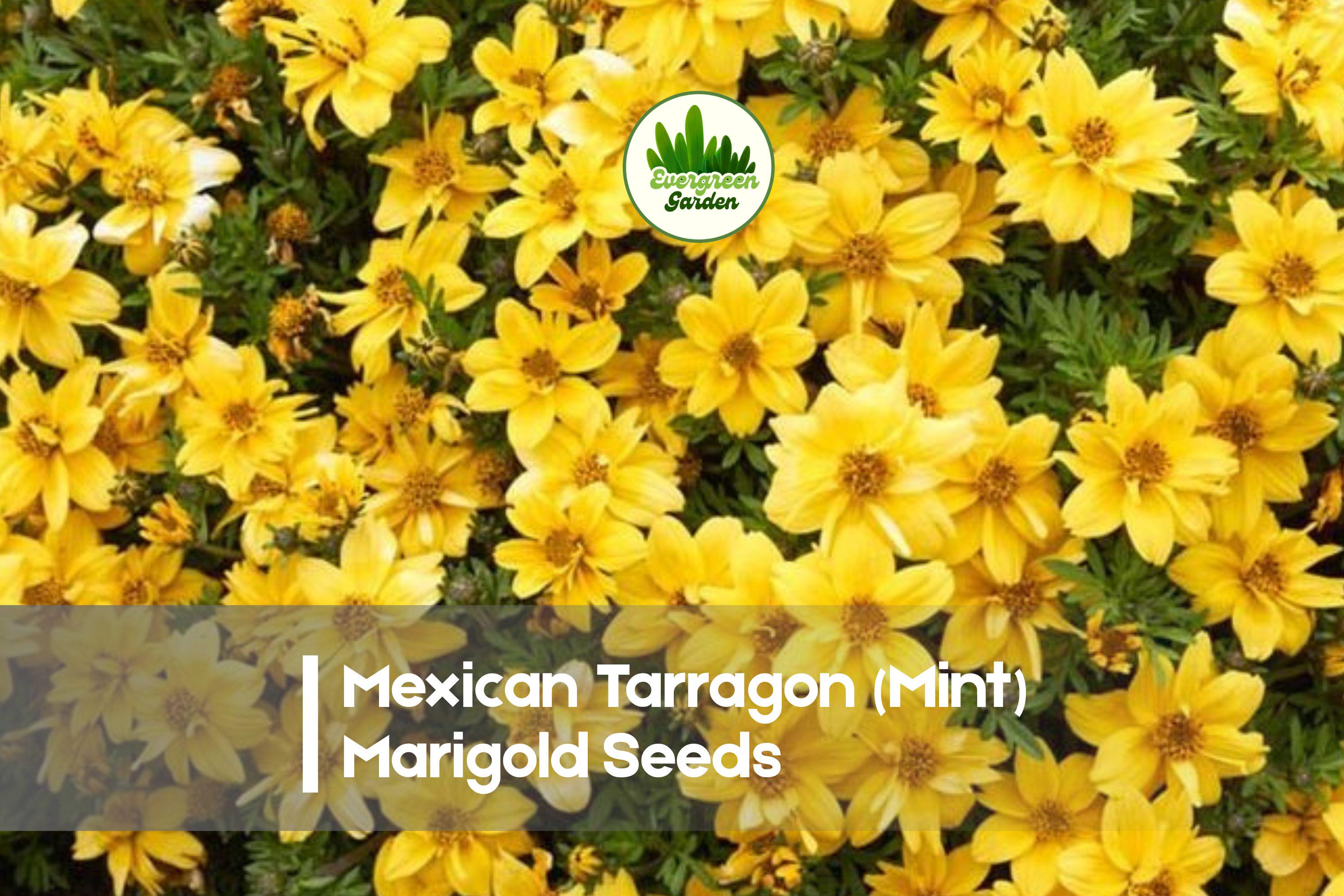 Mexican Tarragon Seeds, Tagetes lucida, Aromatic Foliage & Yellow Blooms, 25+ Pack for Borders, Pots & Pollinator Gardens
