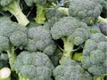 Di Cicco Broccoli Seeds – Italian Heirloom, Non-GMO, Fast-Growing Vegetable Seeds for Home Gardens and Containers