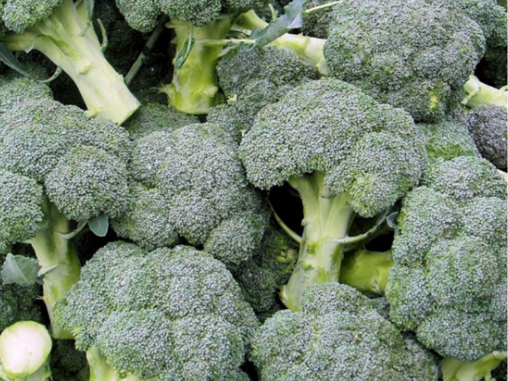 Di Cicco Broccoli Seeds – Italian Heirloom, Non-GMO, Fast-Growing Vegetable Seeds for Home Gardens and Containers