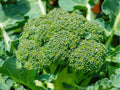 Calabrese Broccoli Seeds – Heirloom, Non-GMO, Green Sprouting, Italian Variety, Garden, Container, Cool Weather