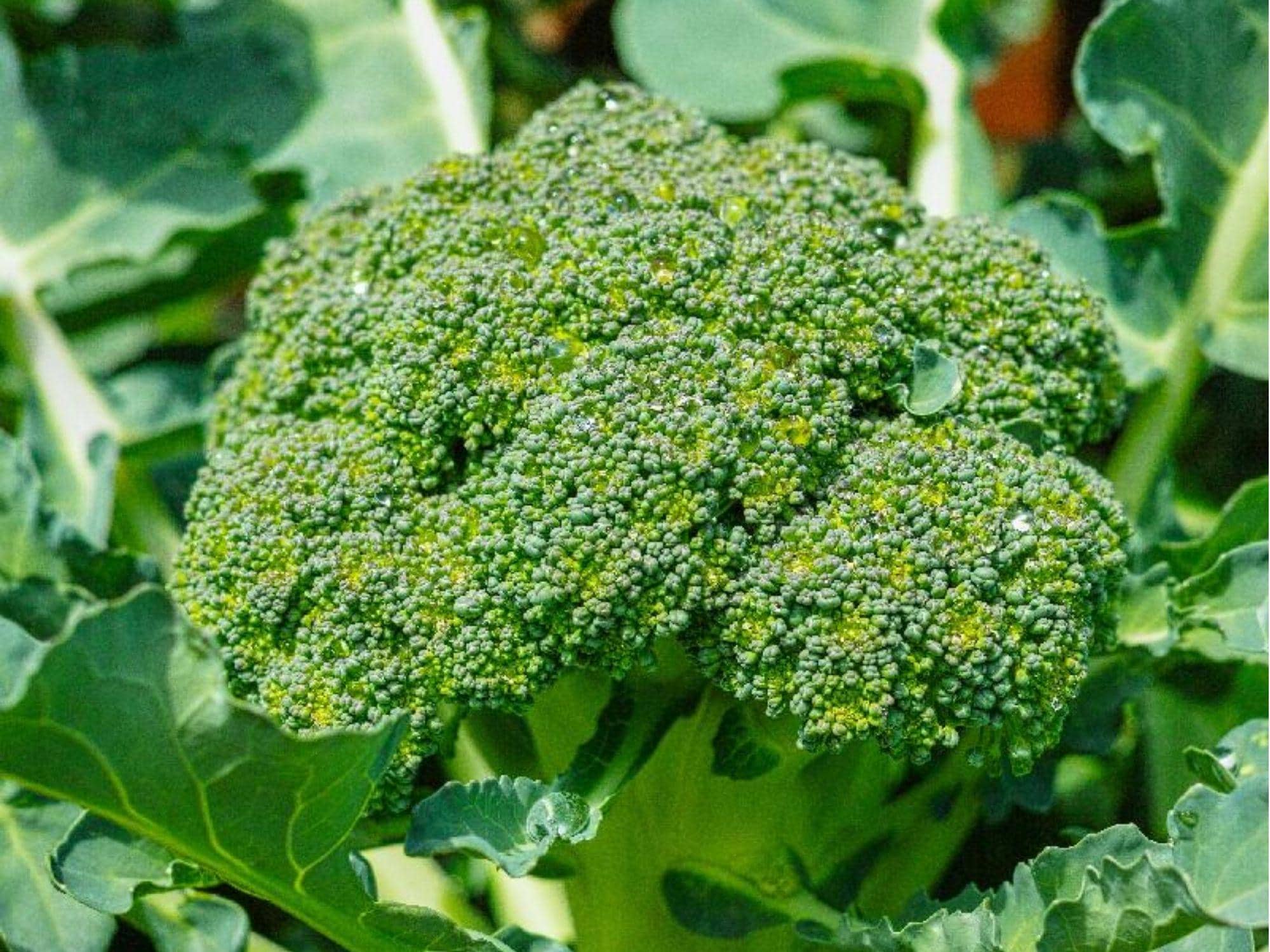 Calabrese Broccoli Seeds – Heirloom, Non-GMO, Green Sprouting, Italian Variety, Garden, Container, Cool Weather