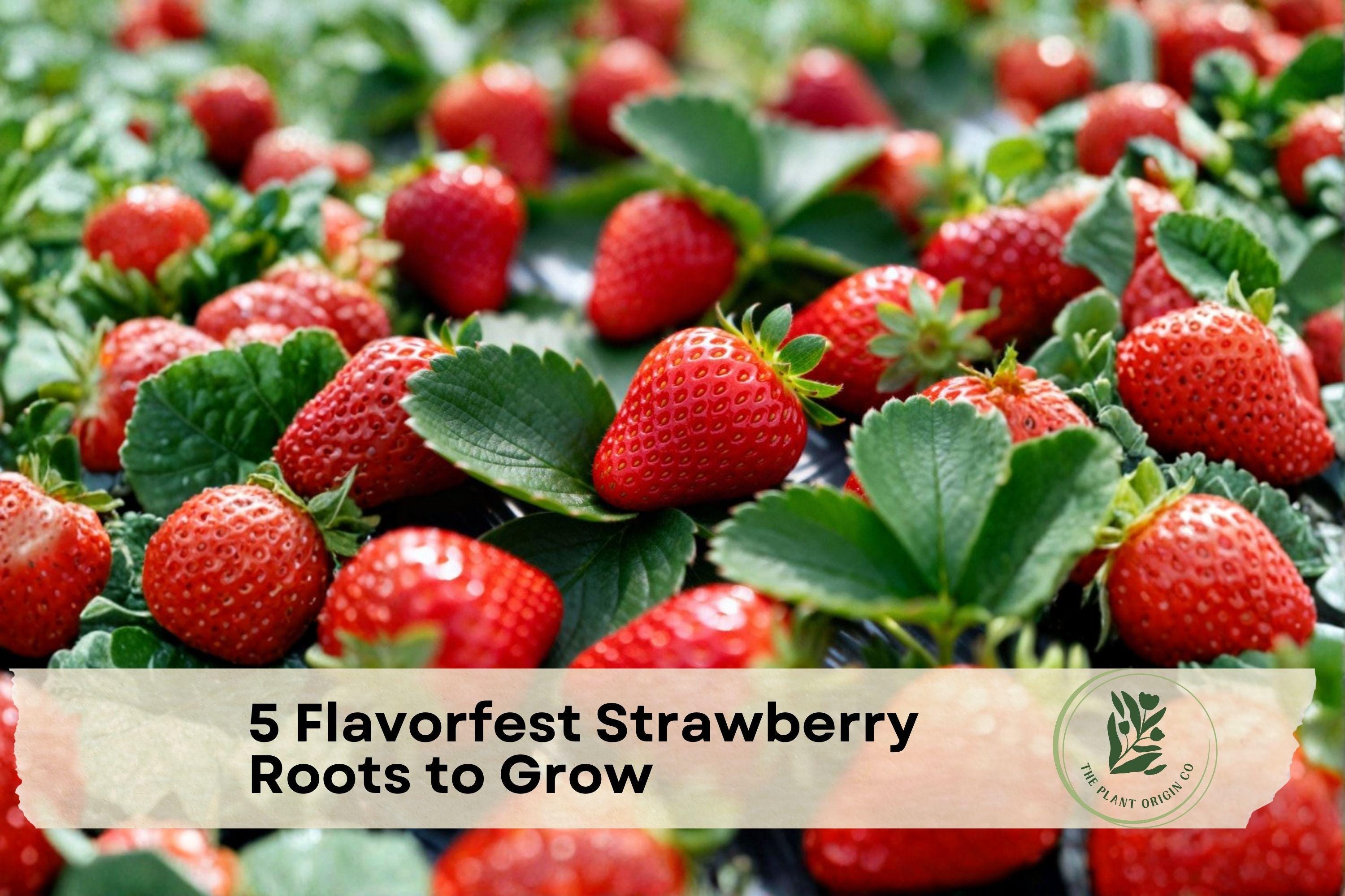 Flavorfest Strawberry Roots – Bare Root, Perennial Fruit Plant for Garden Beds, Containers, Rich Flavor