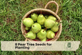 8 Pear Tree Seeds for Planting – Pyrus spp. Deciduous Fruit Tree for Home Garden and Orchard