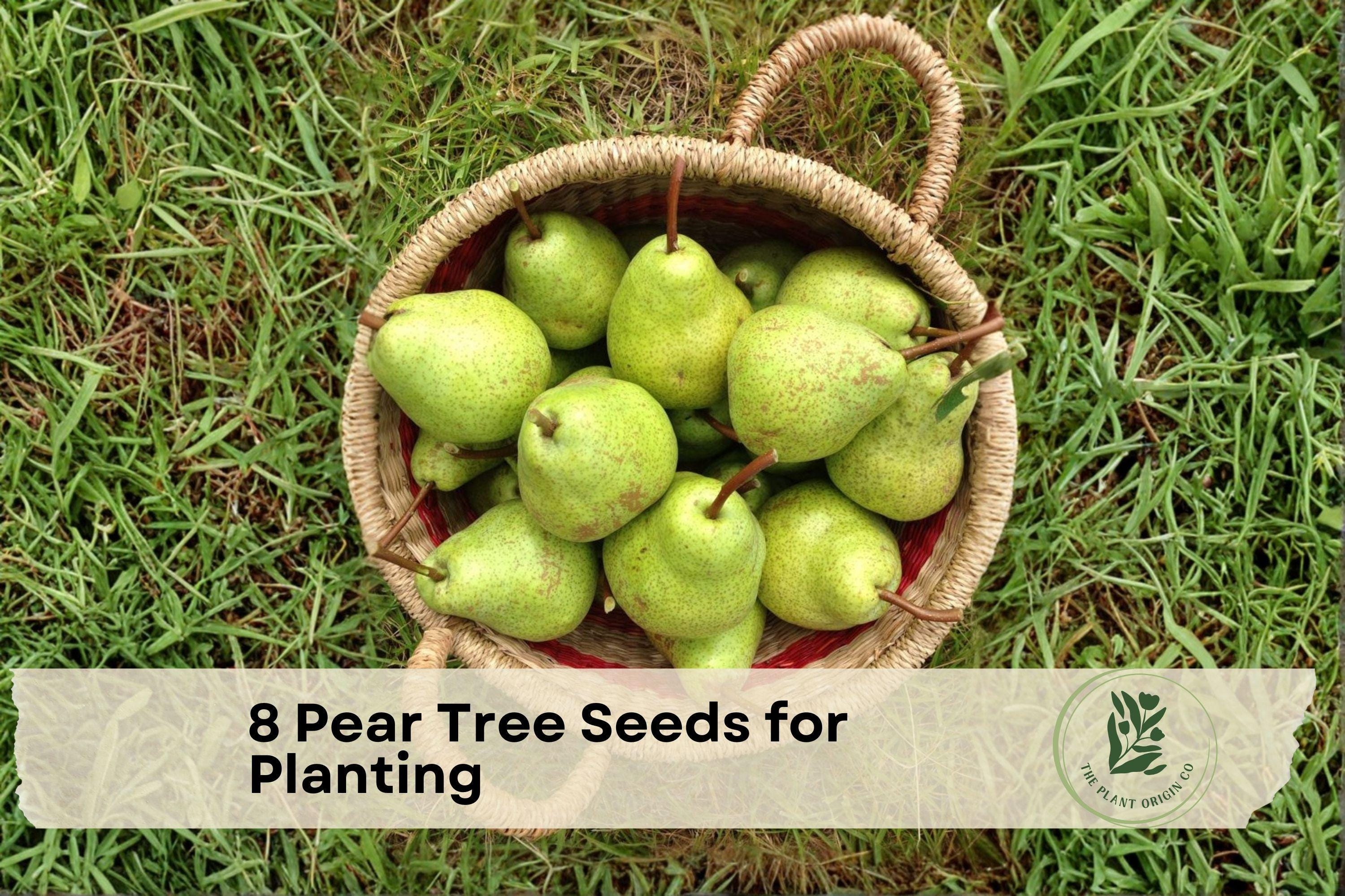 8 Pear Tree Seeds for Planting – Pyrus spp. Deciduous Fruit Tree for Home Garden and Orchard