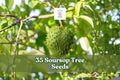 35 Soursop Tree Seeds for Planting Tropical Fruit Tree Annona muricata Garden or Container Growth
