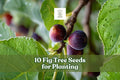 10 Fig Tree Seeds for Planting Ficus carica Garden Tree, Ornamental, Fruit-Bearing, Full Sun