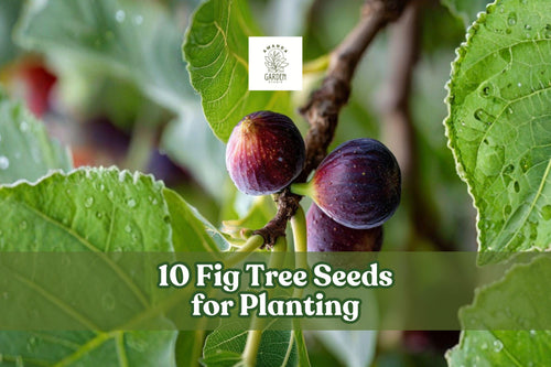10 Fig Tree Seeds for Planting Ficus carica Garden Tree, Ornamental, Fruit-Bearing, Full Sun