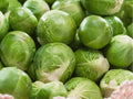 Catskill Brussels Sprouts Seeds – Heirloom, Non-GMO, Cold Hardy, Large Yields, Compact Plants, Brassica oleracea