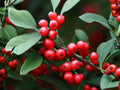 Ilex Montana Seeds – Mountain Holly Tree – Native Deciduous Plant for Wildlife & Native Gardens
