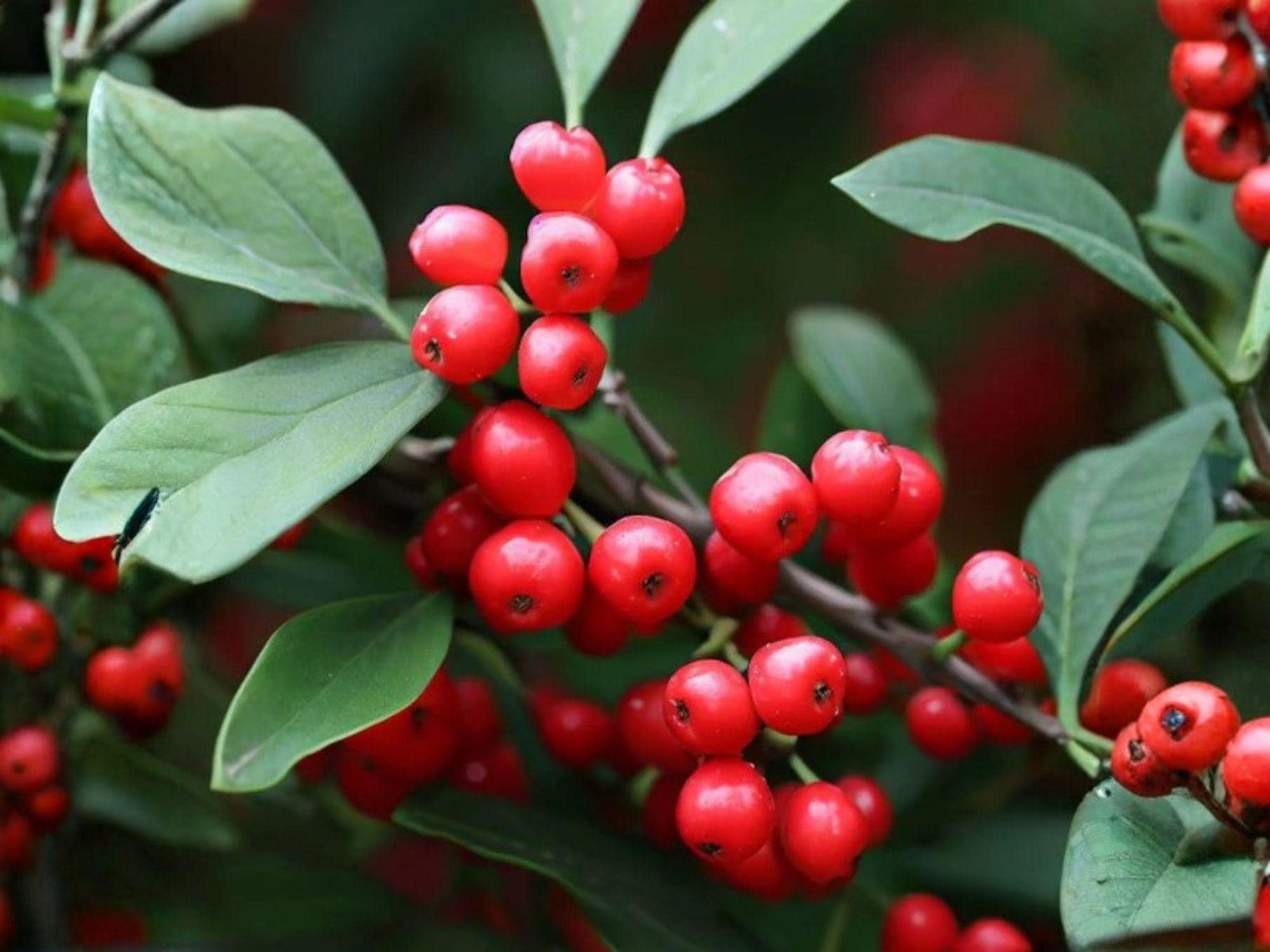 Ilex Montana Seeds – Mountain Holly Tree – Native Deciduous Plant for Wildlife & Native Gardens