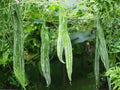 Snake Gourd Vegetable Seeds – 10 Pack, Lagenaria Siceraria, Vining Green Vegetable for Garden Beds & Trellis
