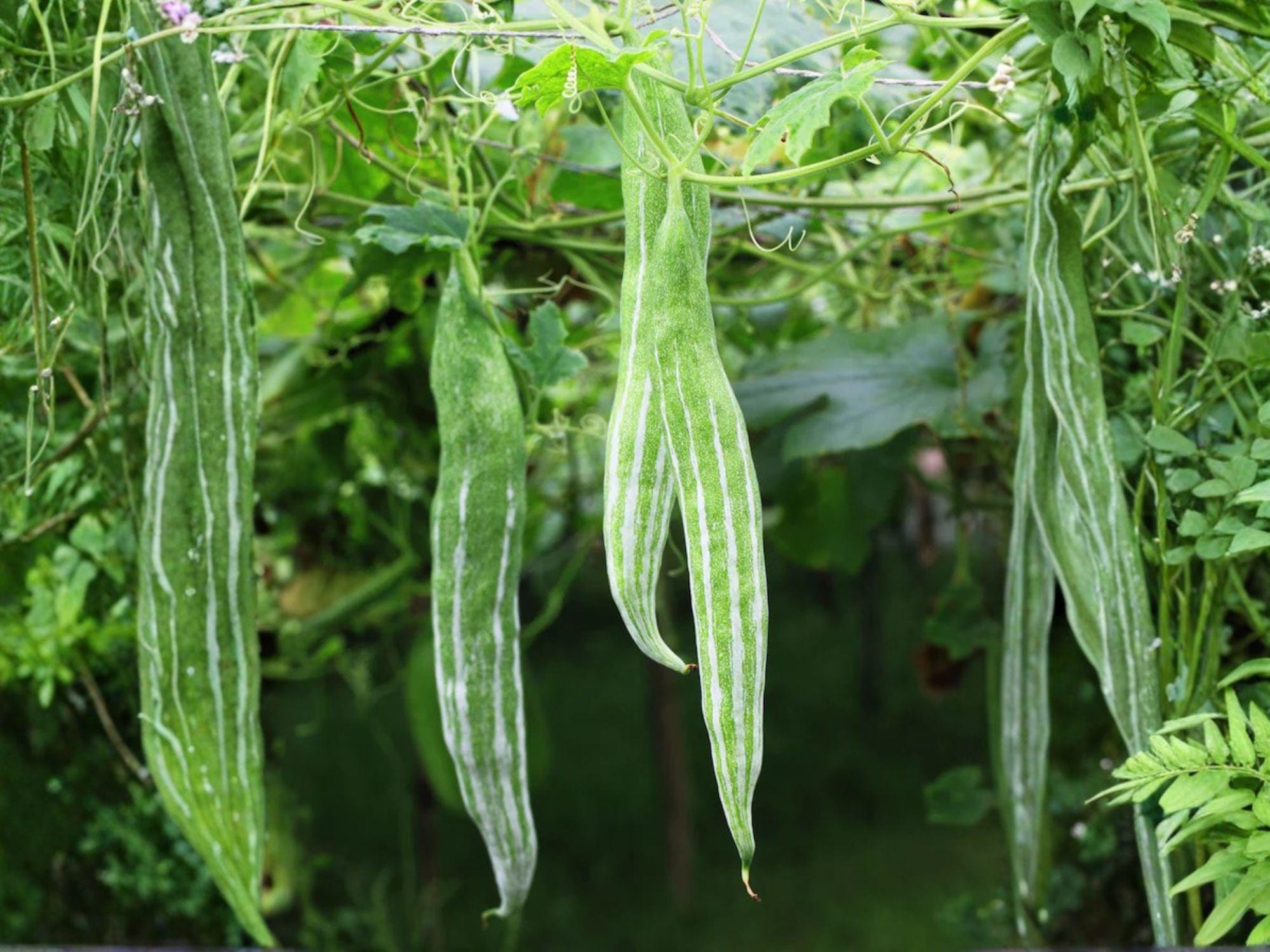 Snake Gourd Vegetable Seeds – 10 Pack, Lagenaria Siceraria, Vining Green Vegetable for Garden Beds & Trellis