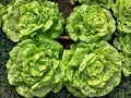 Tom Thumb Lettuce Seeds – Mini Butterhead Heirloom Salad Green, Compact Annual, Non-GMO, 1000 Seeds