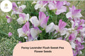 Pansy Lavender Flush Semi-Dwarf Sweet Pea Seeds | Lavender Climbing Vine for Garden & Trellis | Lathyrus odoratus