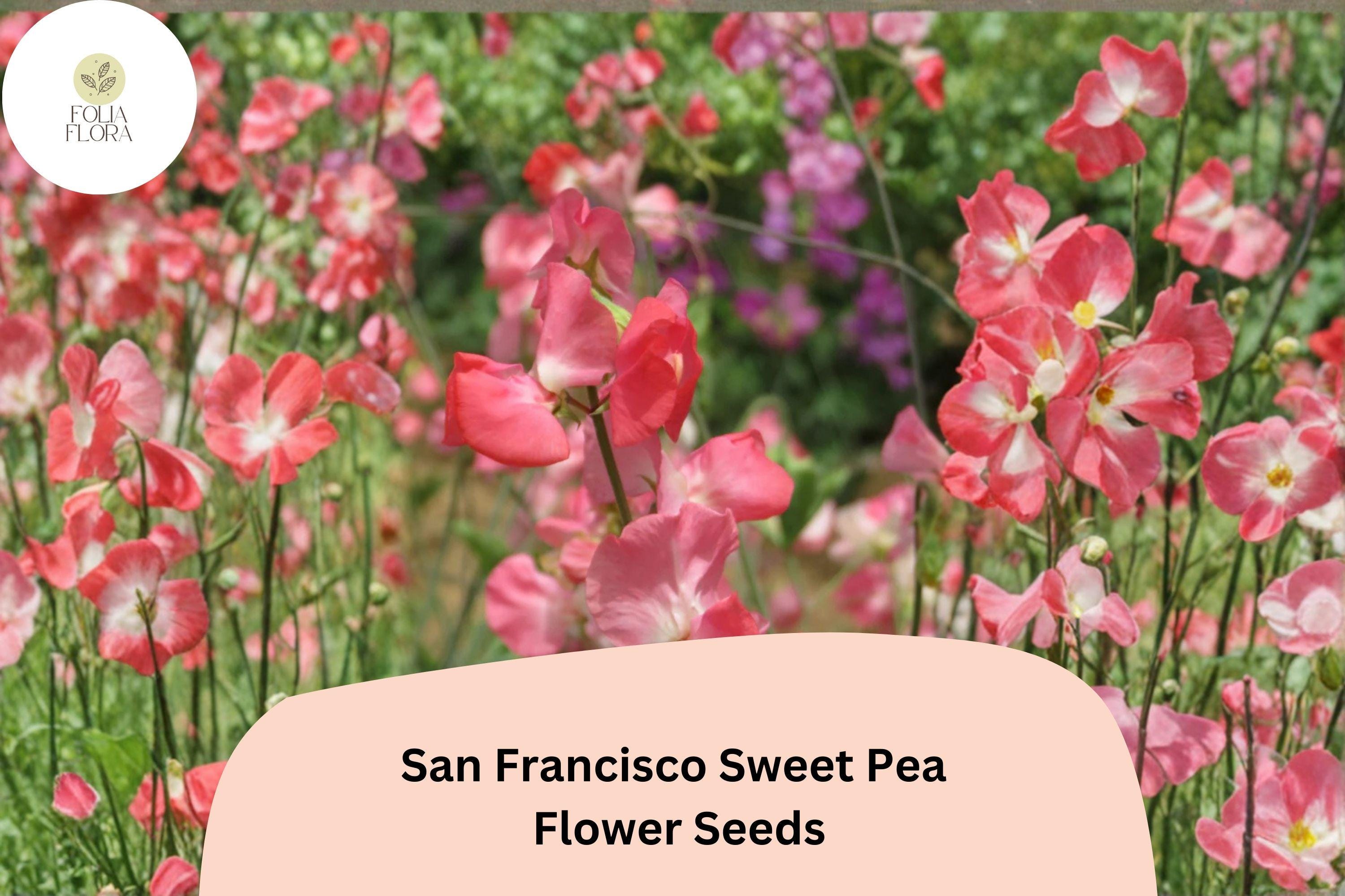 San Francisco Semi-Dwarf Sweet Pea Seeds | Soft Pink Climbing Flowers | Lathyrus odoratus