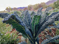 Lacinato Kale Seeds, Black Tuscan Kale, Dinosaur Kale, Brassica oleracea, 500 Seeds for Garden & Container Planting