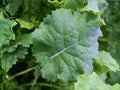 Dwarf Siberian Kale Vegetable Seeds – Brassica oleracea, Blue-Green Leaves, Compact Growth, 500 Seeds