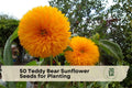 Teddy Bear Sunflower Seeds – 50 Non-GMO Heirloom Compact Annual for Garden, Container, and Cut Flowers (Helianthus annuus)