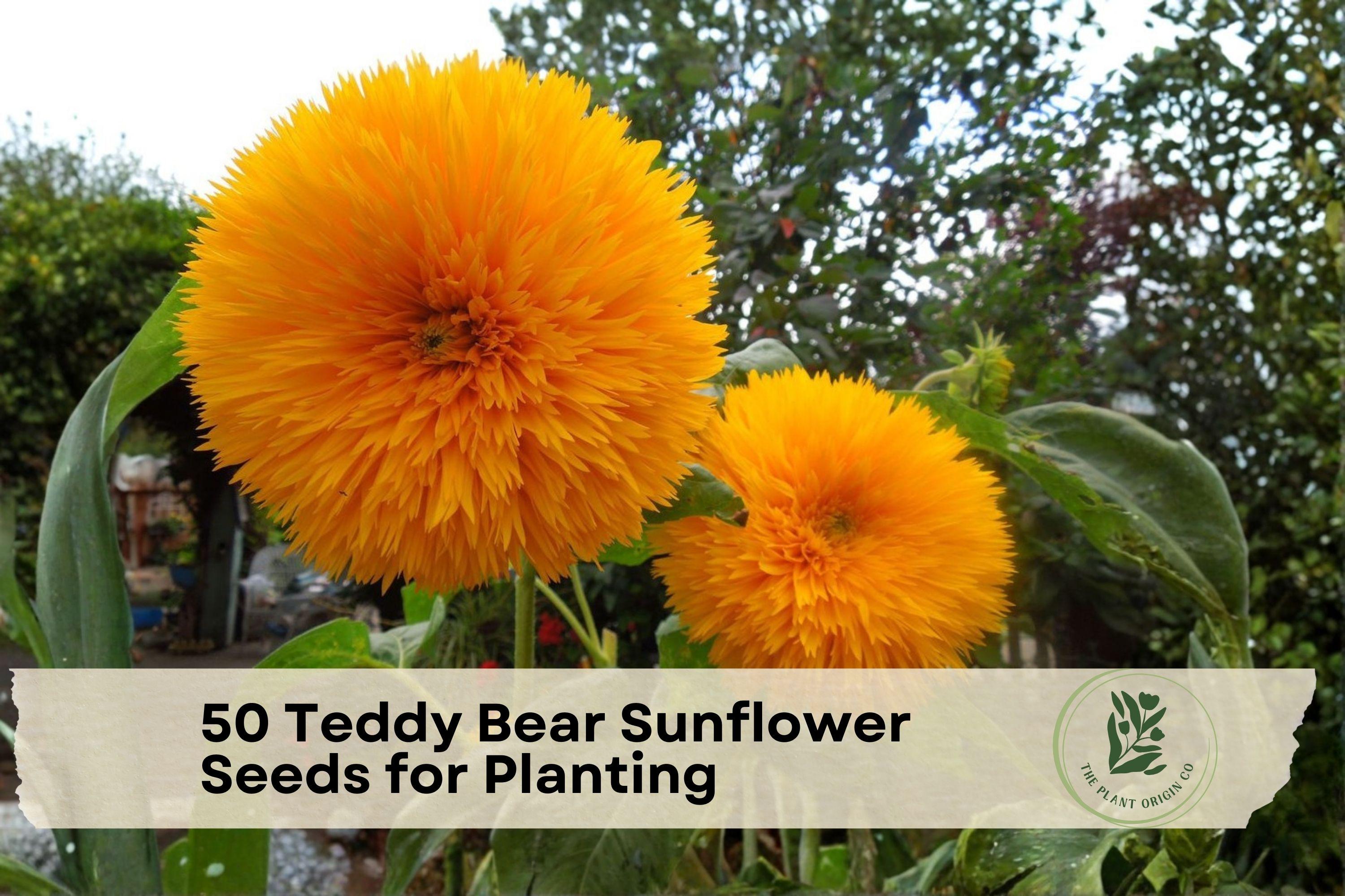 Teddy Bear Sunflower Seeds – 50 Non-GMO Heirloom Compact Annual for Garden, Container, and Cut Flowers (Helianthus annuus)